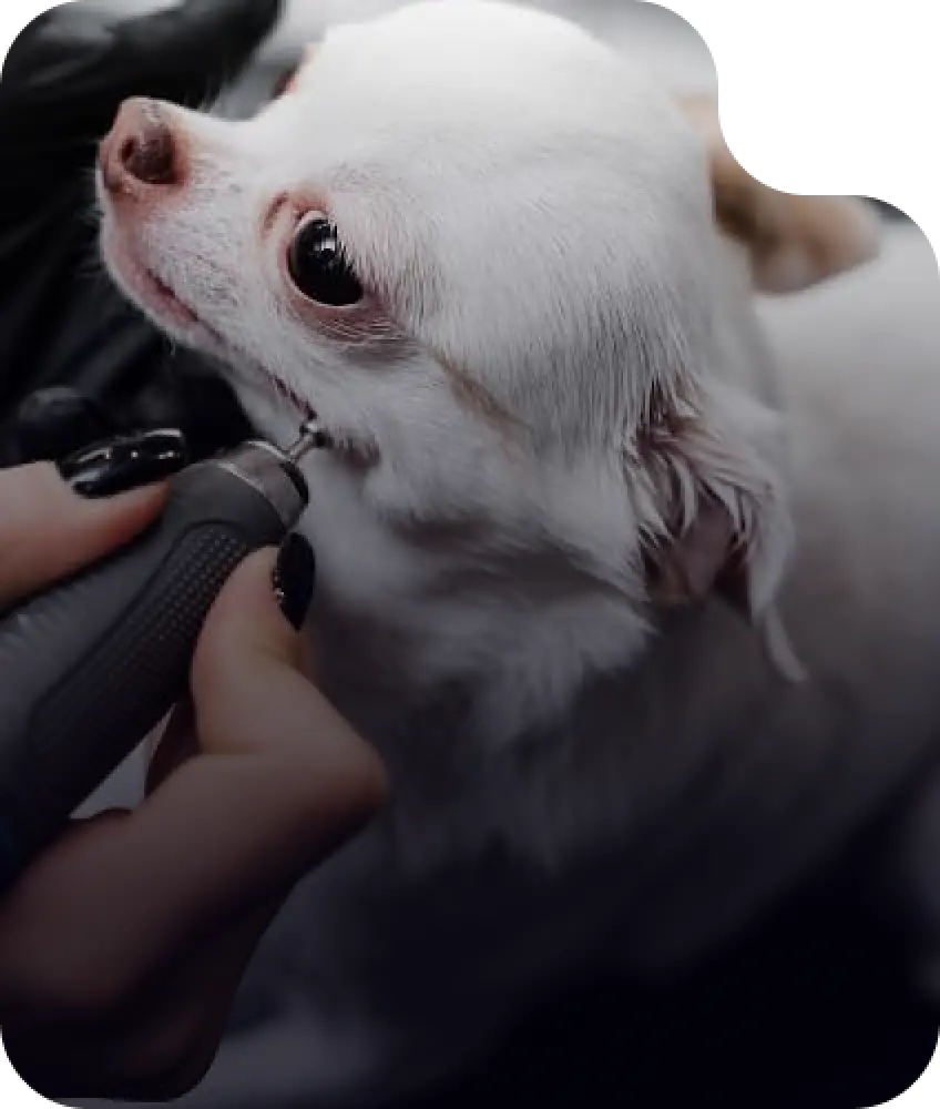 Dog teeth cleaning service